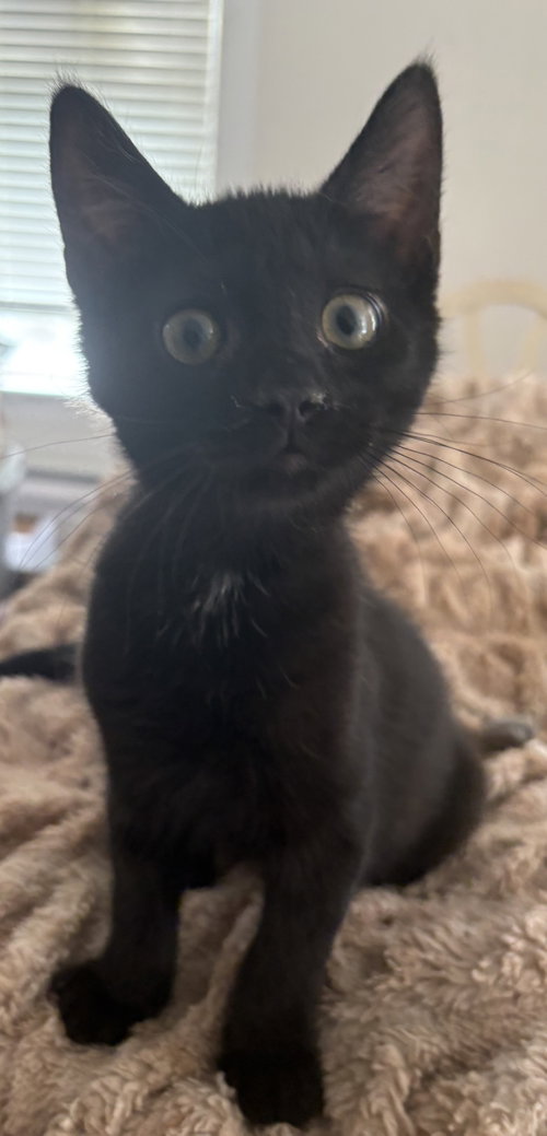Photo 3 of Raven KITTEN