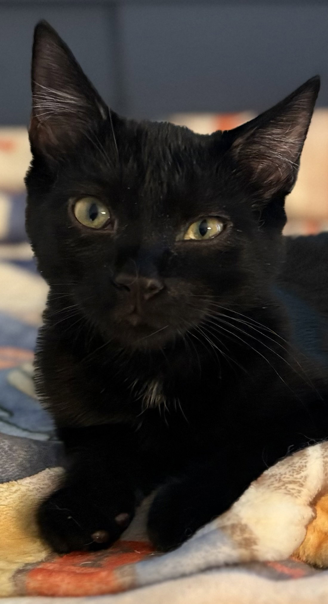 Raven KITTEN, cat