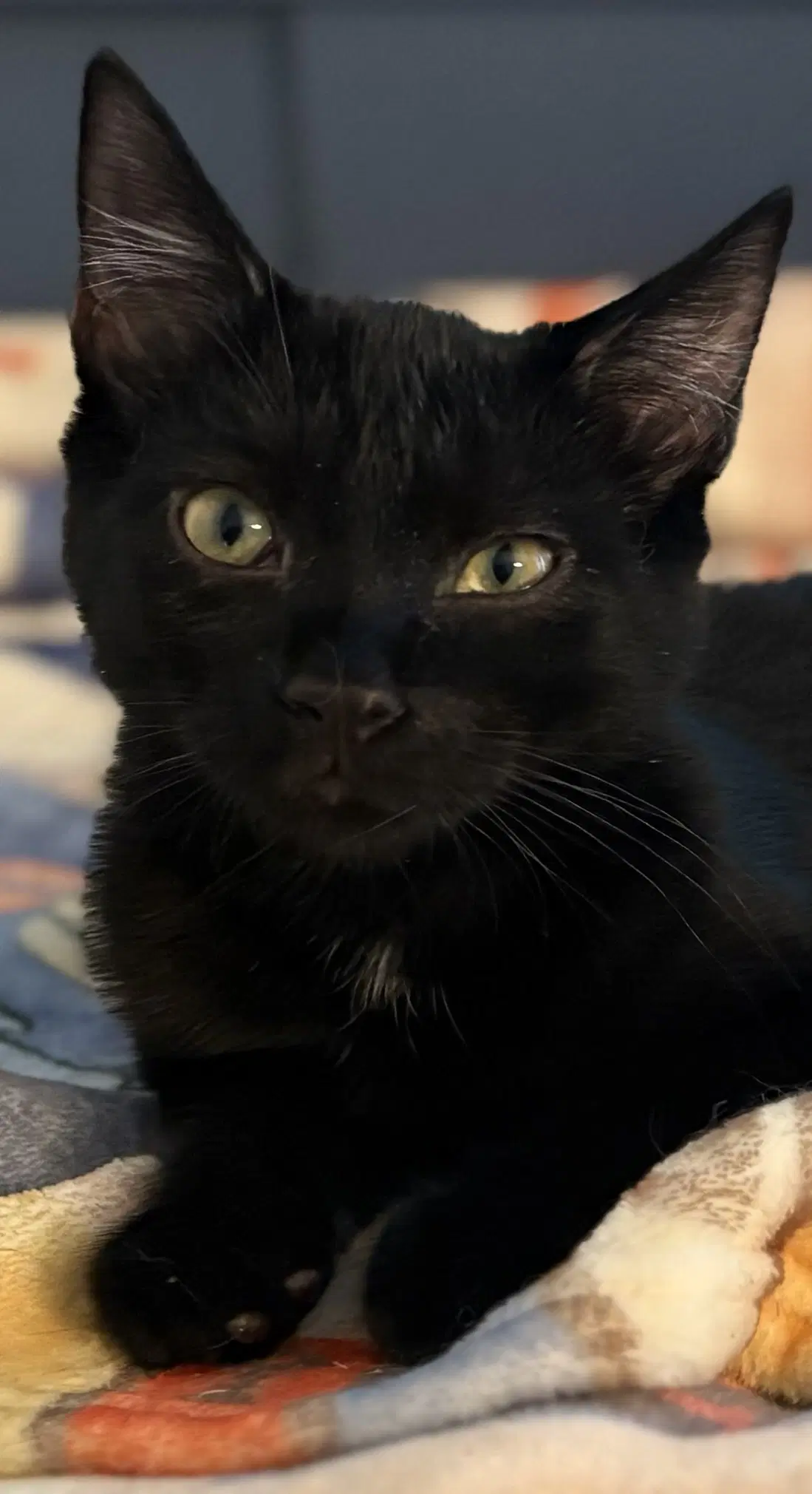 Raven Kitten - Domestic Short Hair