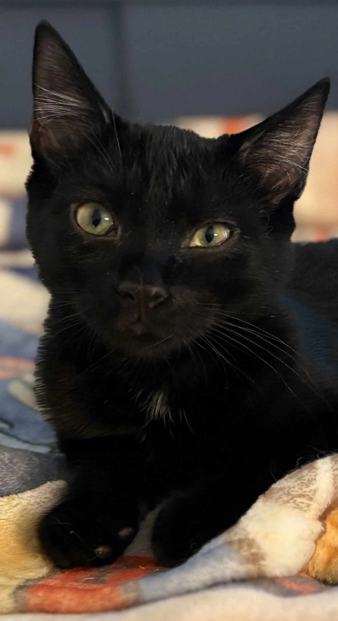 Raven Kitten