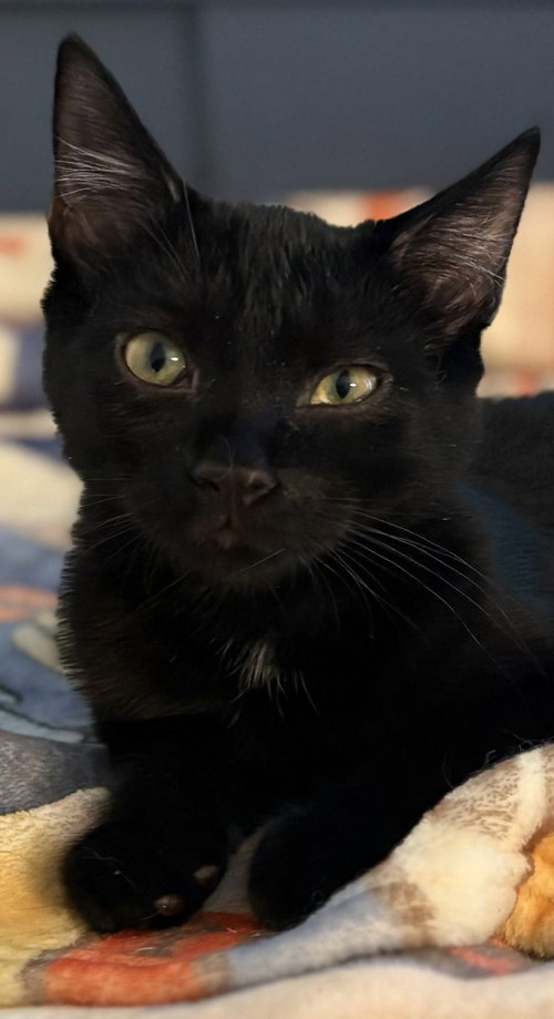 Raven KITTEN, a cat for adoption from Eleventh Hour Rescue