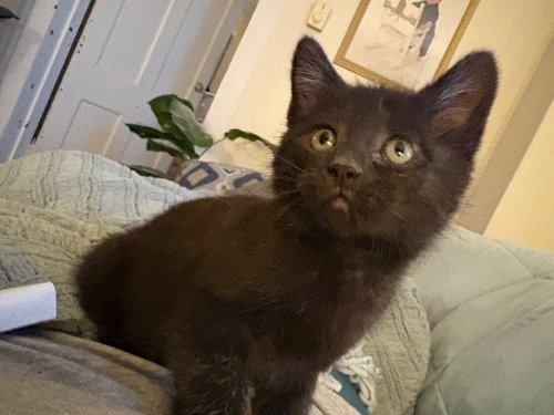 Minka KITTEN, an adoptable Domestic Short Hair in Rockaway, NJ