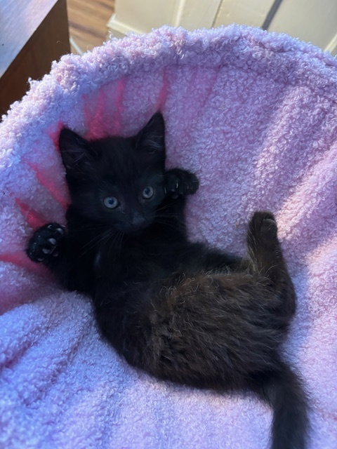 Minka KITTEN, Baby Domestic Short Hair (short coat), cat for adoption in Passaic, New Jersey