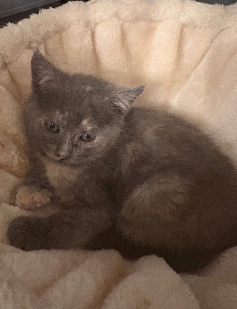 Juniper KITTEN, an adoptable Domestic Short Hair in Rockaway, NJ