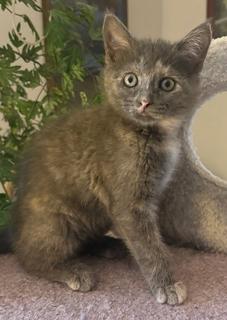 Juniper KITTEN, Baby Domestic Short Hair (short coat), cat for adoption in Passaic, New Jersey