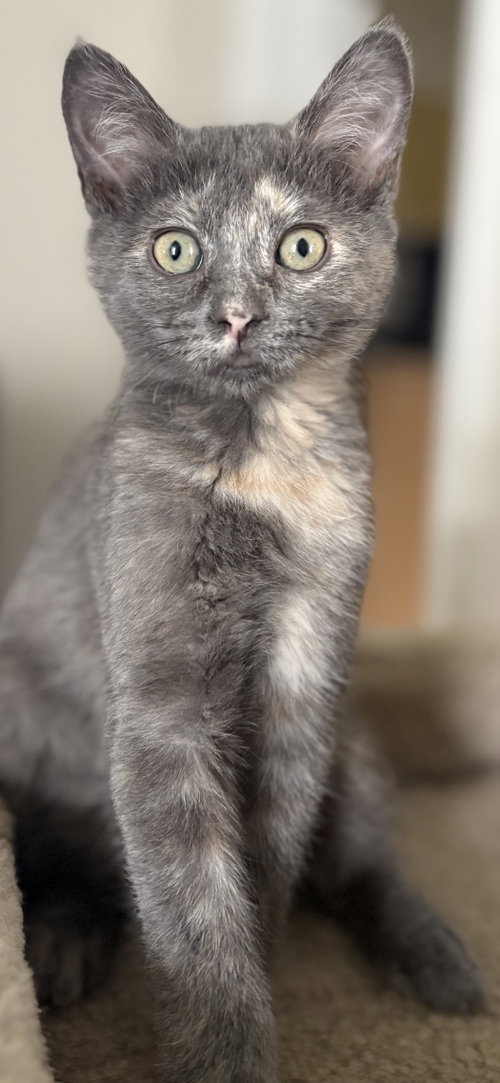 Juniper KITTEN, Baby Domestic Short Hair (short coat), cat for adoption in Rockaway, New Jersey