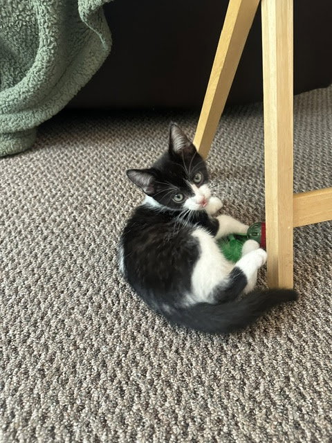 Batman KITTEN, Baby Domestic Short Hair (short coat), cat for adoption in New Rochelle, New York