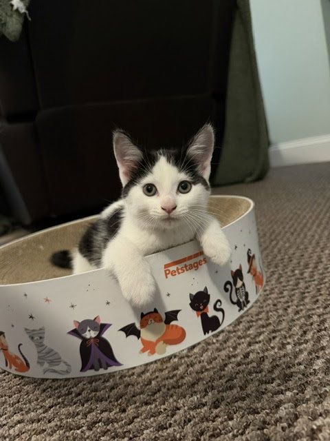 Robin KITTEN, Baby Domestic Short Hair (short coat), cat for adoption in New Rochelle, New York