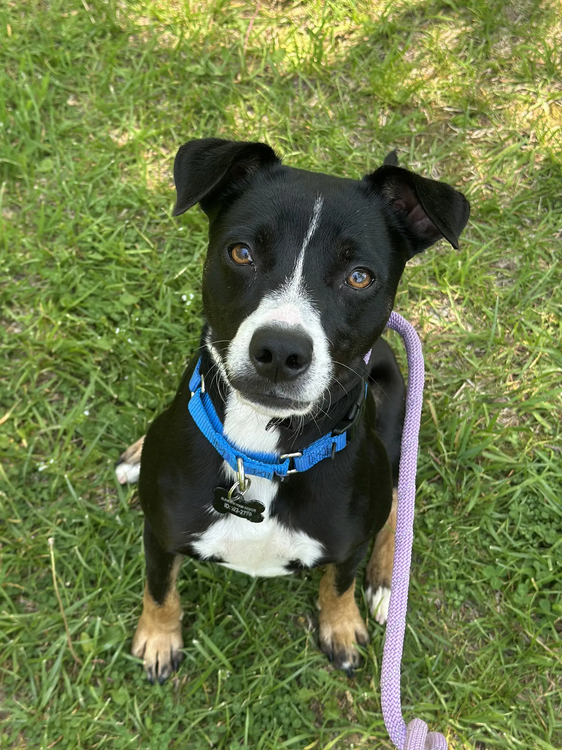 Bane Gch - Australian Cattle Dog/Blue Heeler