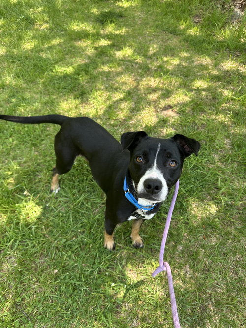 Photo 6 of Brody GCH