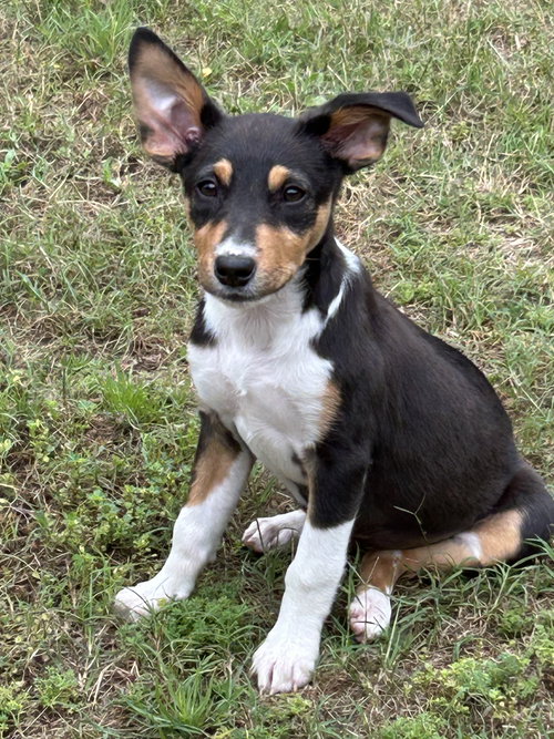 Hoka Lonestar, an adoptable Rat Terrier in Rockaway, NJ