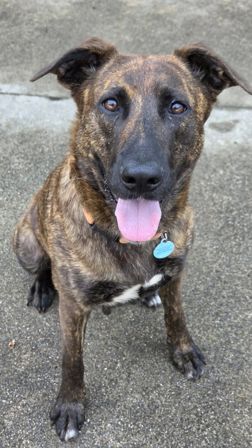 Maggie May Dixon, an adoptable Dutch Shepherd in Rockaway, NJ
