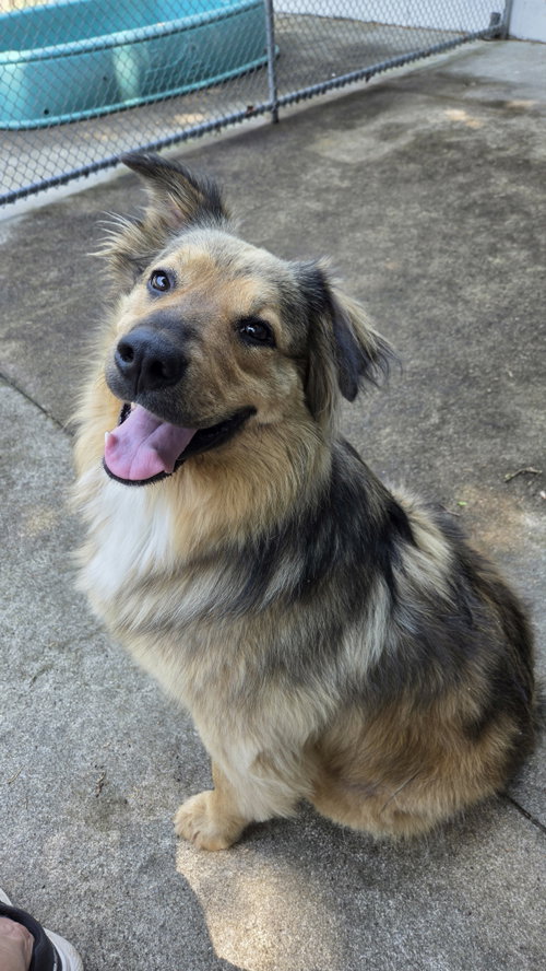 Bailey RDS, an adoptable Shepherd in Rockaway, NJ