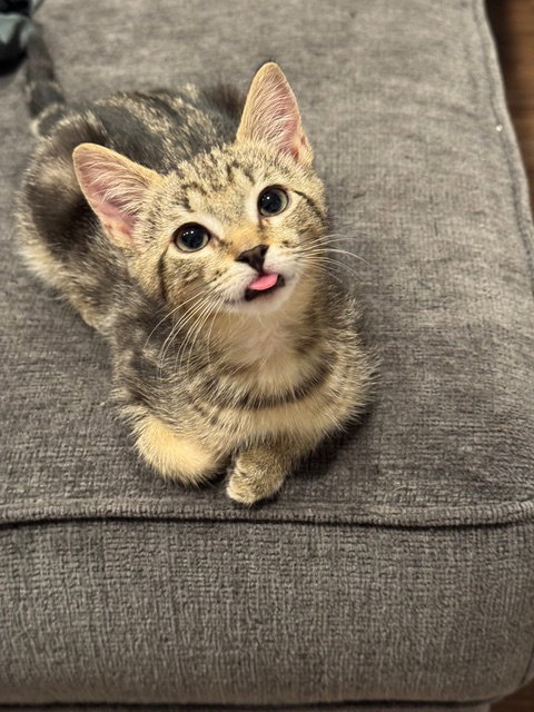 Rosie KITTEN, Baby Domestic Short Hair (short coat), cat for adoption in New Rochelle, New York