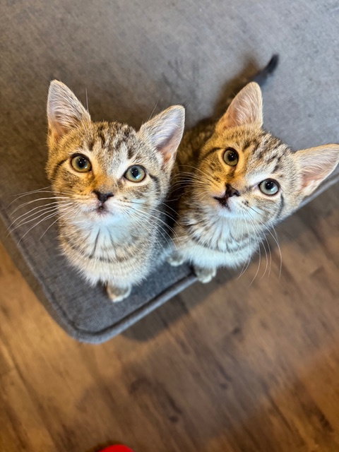 Stumpy KITTEN, Baby Domestic Short Hair (short coat), cat for adoption in New Rochelle, New York