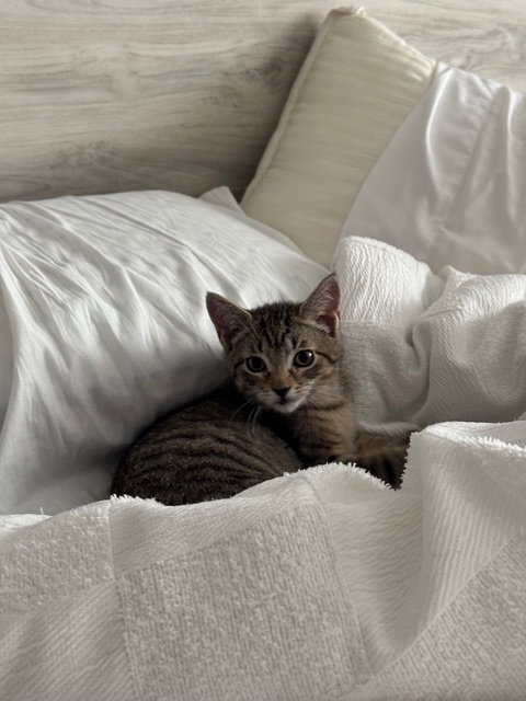 Stumpy KITTEN, Baby Domestic Short Hair (short coat), cat for adoption in New Brunswick, New Jersey