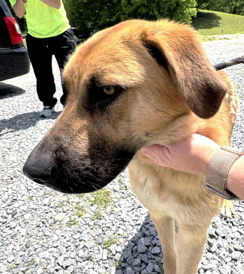 Isabell SCAS, an adoptable Shepherd in Rockaway, NJ