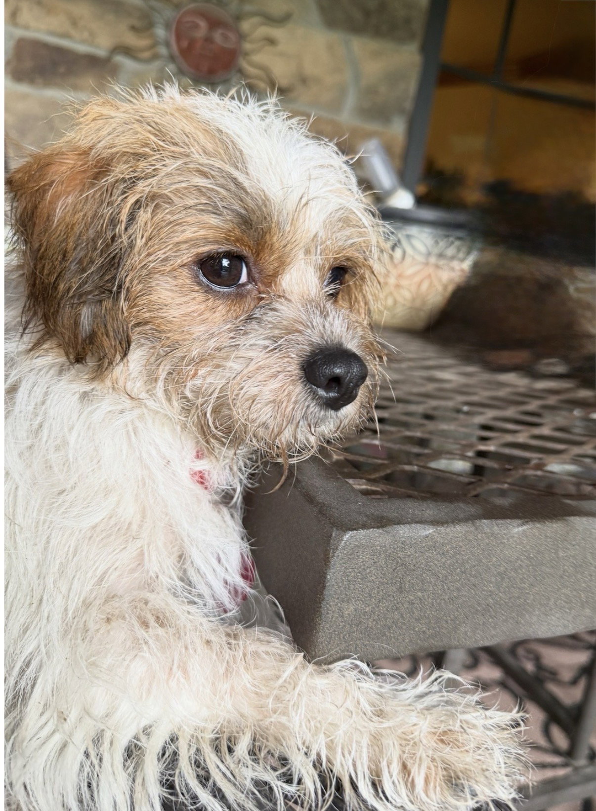 Ginny Lonestar*, dog — photo 1 of 2