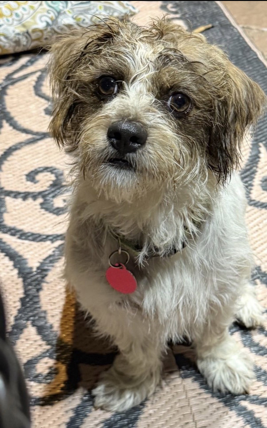 George Lonestar*, dog — photo 1 of 2