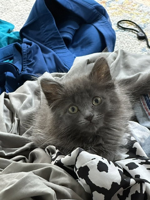 Lavender's Smudge KITTEN