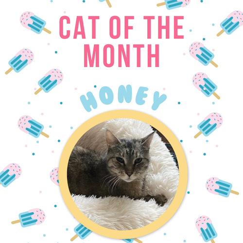 Honey, Adult Domestic Short Hair (short coat), cat for adoption in Passaic, New Jersey