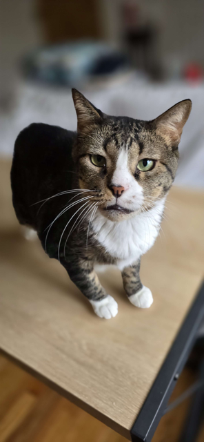 Criminal RM, Adult Domestic Short Hair (short coat), cat for adoption in New Rochelle, New York
