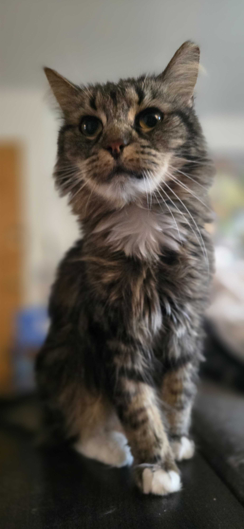 Poppy RM, Adult Domestic Short Hair (long coat), cat for adoption in New Rochelle, New York