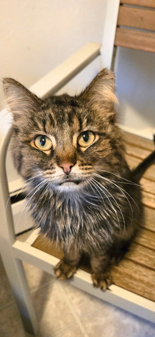 Bitsy, Adult Domestic Short Hair (short coat), cat for adoption in Valley Stream, New York
