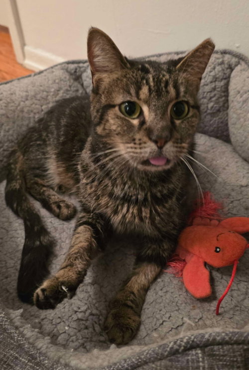 Swirly, Adult Domestic Short Hair (short coat), cat for adoption in Valley Stream, New York