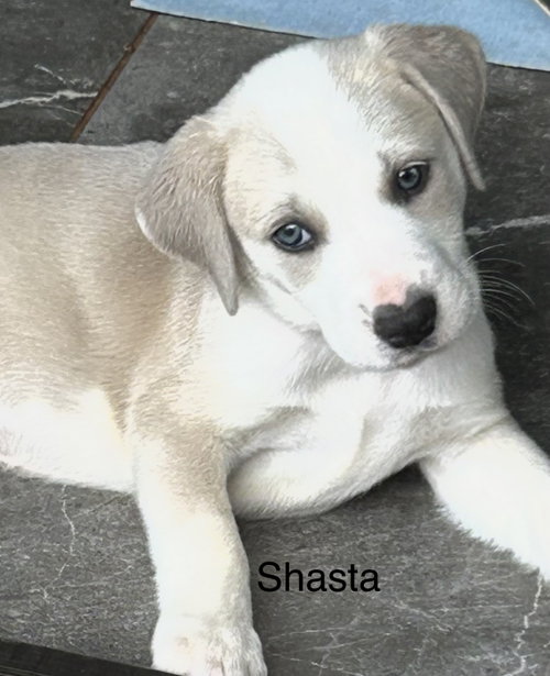 Shasta Lonestar, an adoptable Labrador Retriever in Rockaway, NJ