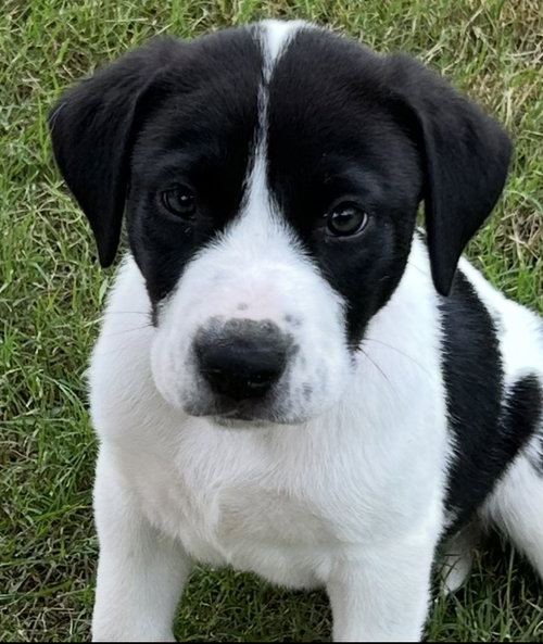 Cola Lonestar, an adoptable Labrador Retriever in Rockaway, NJ