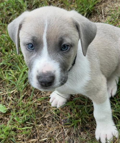 Pepsi Lonestar, an adoptable Labrador Retriever in Rockaway, NJ