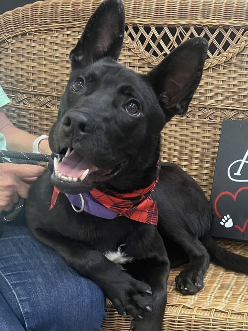 Diego SCAS, an adoptable Shepherd in Rockaway, NJ