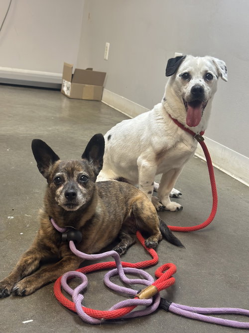 Monty & Gwen NJ- Bonded Pair