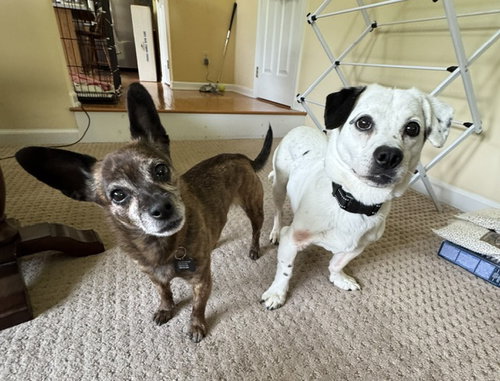 Monty & Gwen NJ- Bonded Pair photo 2