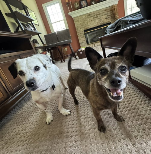 Monty & Gwen NJ- Bonded Pair photo 3