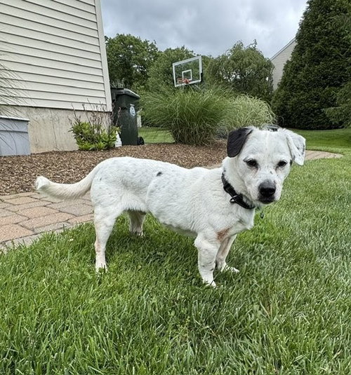 Monty & Gwen NJ- Bonded Pair photo 6