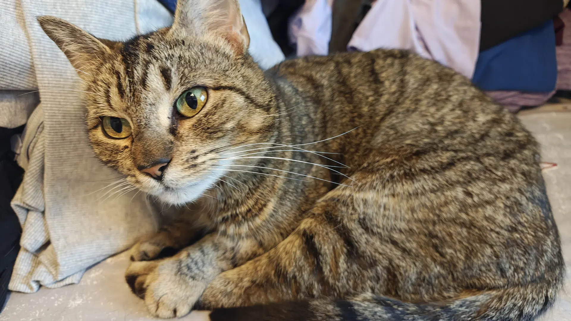 Bo Peep Rps - Domestic Short Hair