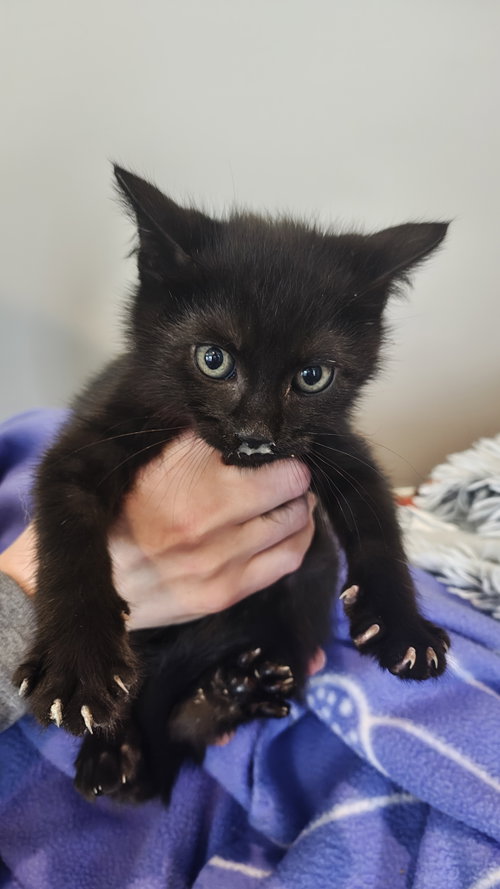 Bo Peep's Rex KITTEN