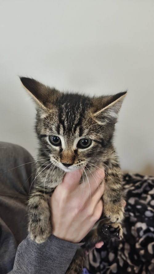 Bo Peep's Buzz KITTEN