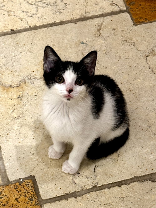 Nadine's Mountain Dew KITTEN, Baby Domestic Short Hair (short coat), cat for adoption in New Brunswick, New Jersey