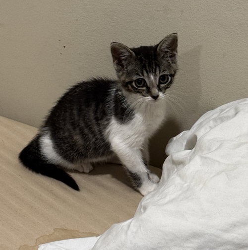 Nadine's Coca Cola KITTEN, Baby Domestic Short Hair (short coat), cat for adoption in New Brunswick, New Jersey