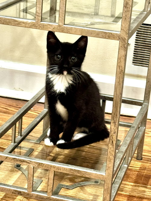 Nadine's Dr Pepper KITTEN, Baby Domestic Short Hair (short coat), cat for adoption in New Brunswick, New Jersey
