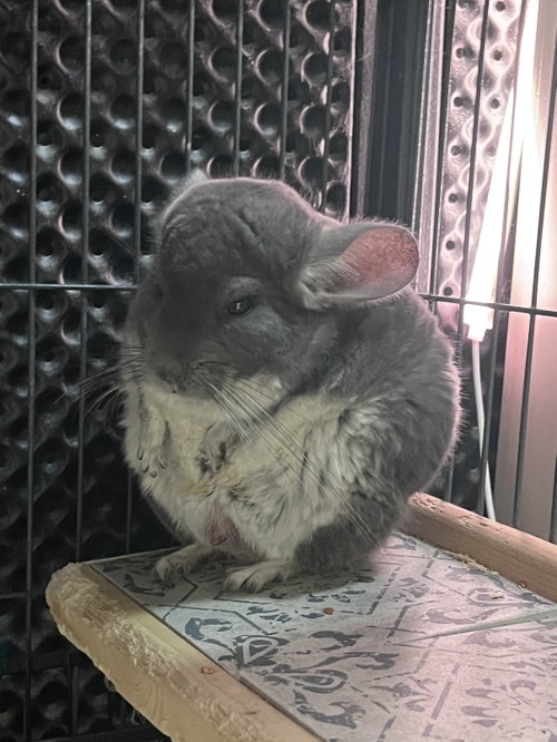 Pistachio CHINCHILLA RM