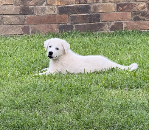 Beau Lonestar photo 2