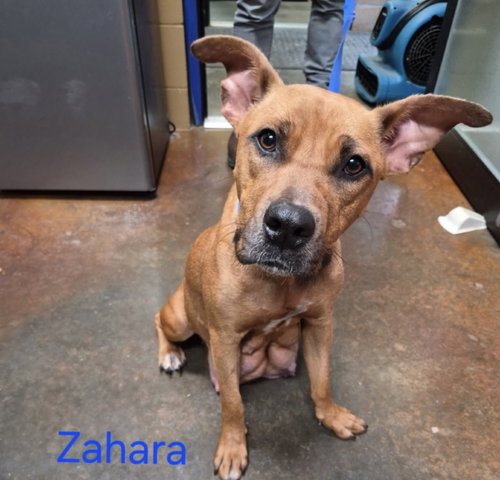 Zahara Louisiana