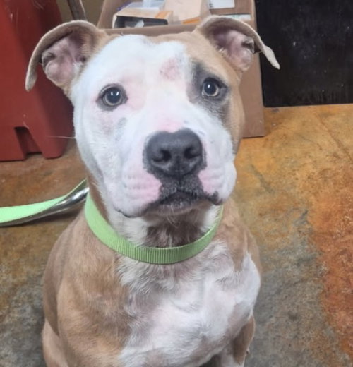 Tyson Louisiana