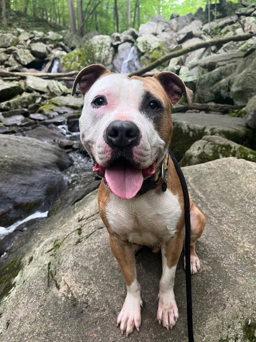 Tyson Louisiana, an adoptable American Pit Bull Terrier in Rockaway, NJ