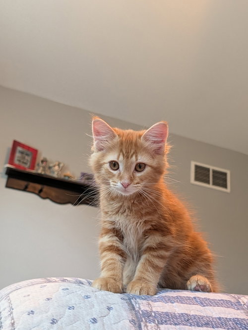 Cheeto KITTEN