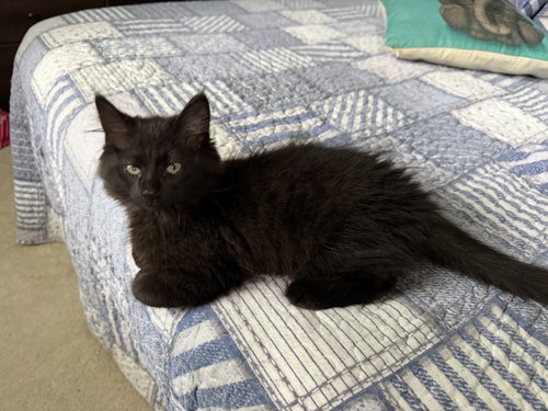 Storm KITTEN